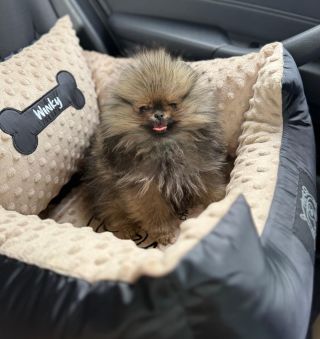 Winky a jeho Chrápátko 🐶🥇 #pelisek #autosedackapropsa #cestovanisepsem #pesvaute #darekpropsa