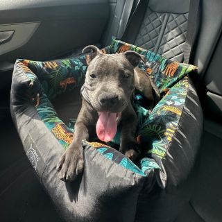 Eddie a jeho sicna Chrápátko ART Design 🐶🥇 Děkujeme za foto ❤️📷 #chrapatko #sicna #autosedackapropsa #pesvaute...